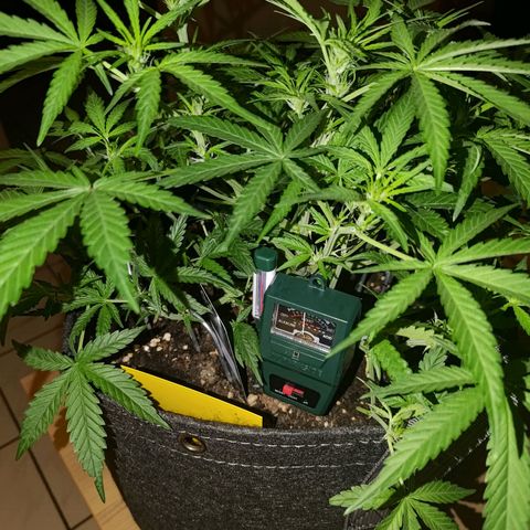 Bubblegum Auto Fastbuds  growlog timeline photo