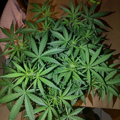 Bubblegum Auto Fastbuds  growlog timeline photo