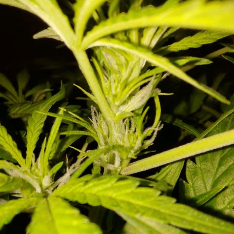 Bubblegum Auto Fastbuds  growlog timeline photo