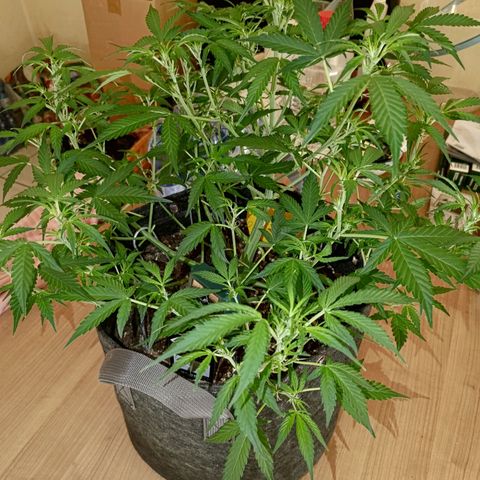 Apricot Auto Fastbuds  growlog timeline photo