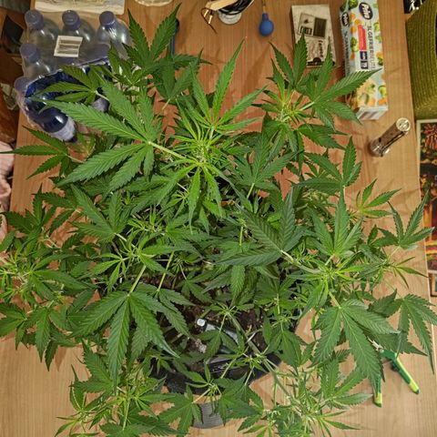 Apricot Auto Fastbuds  growlog timeline photo