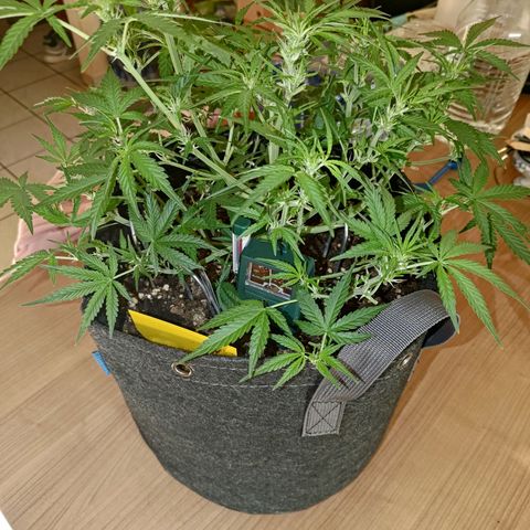Bubblegum Auto Fastbuds  growlog timeline photo