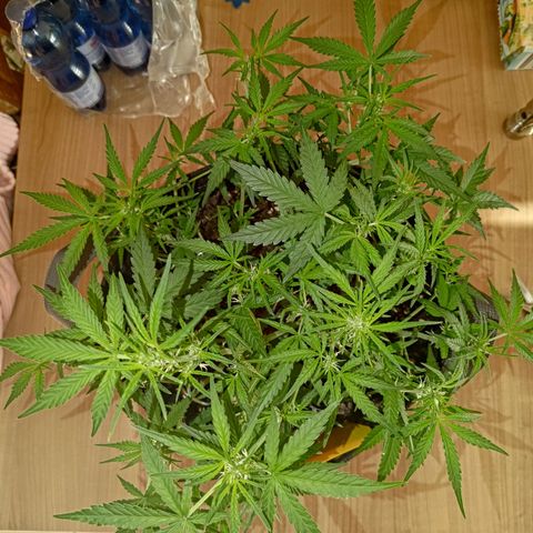 Bubblegum Auto Fastbuds  growlog timeline photo