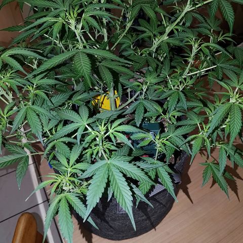 Apricot Auto Fastbuds  growlog timeline photo