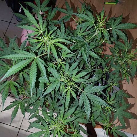 Apricot Auto Fastbuds  growlog timeline photo