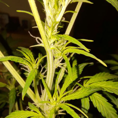 Apricot Auto Fastbuds  growlog timeline photo