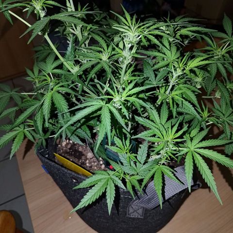 Bubblegum Auto Fastbuds  growlog timeline photo