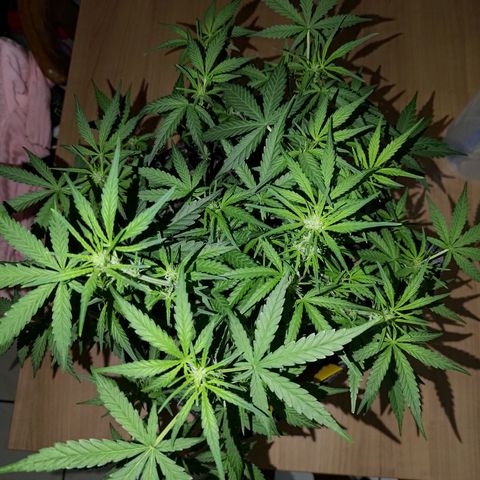 Bubblegum Auto Fastbuds  growlog timeline photo