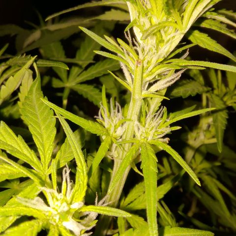 Bubblegum Auto Fastbuds  growlog timeline photo