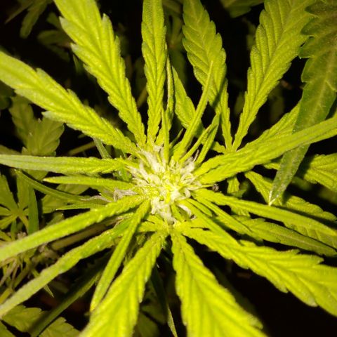 Bubblegum Auto Fastbuds  growlog timeline photo