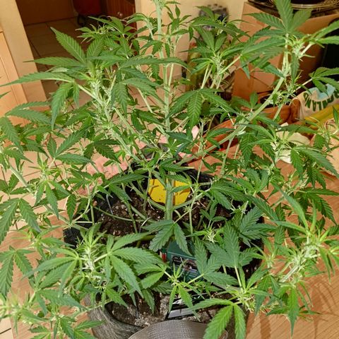 Apricot Auto Fastbuds  growlog timeline photo