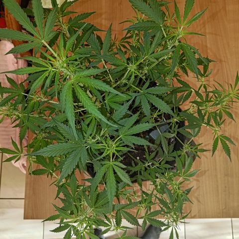 Apricot Auto Fastbuds  growlog timeline photo
