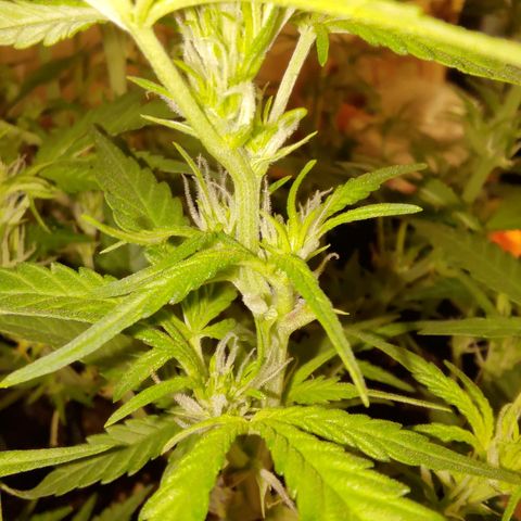 Apricot Auto Fastbuds  growlog timeline photo
