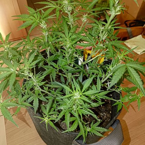 Bubblegum Auto Fastbuds  growlog timeline photo