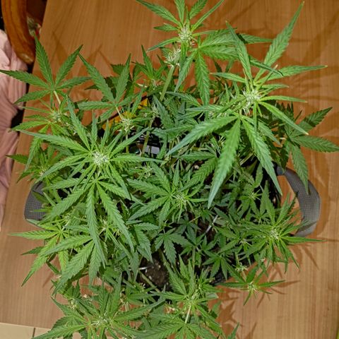 Bubblegum Auto Fastbuds  growlog timeline photo