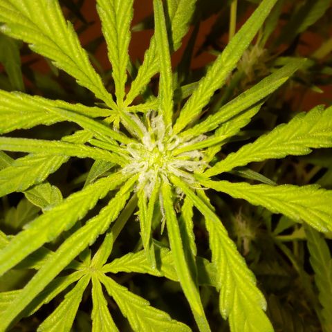 Bubblegum Auto Fastbuds  growlog timeline photo
