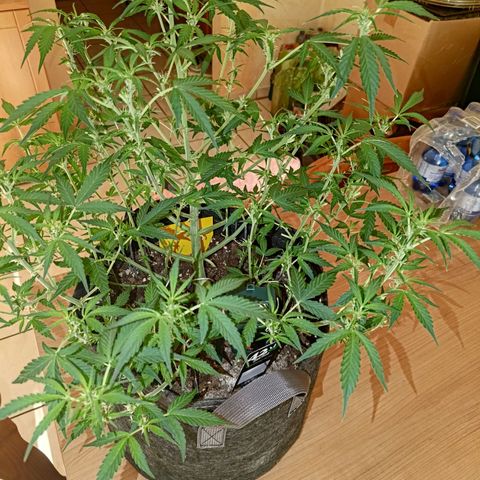 Apricot Auto Fastbuds  growlog timeline photo