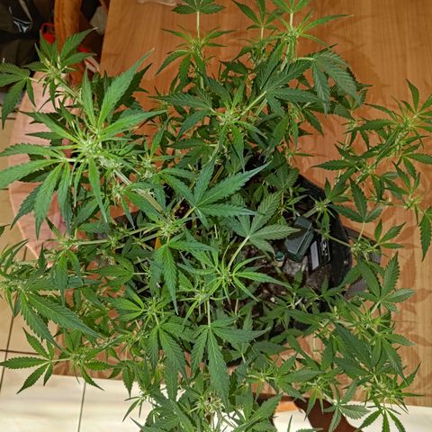 Apricot Auto Fastbuds  growlog timeline photo