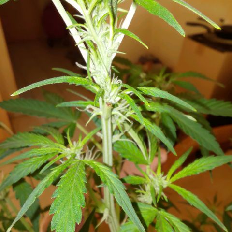 Apricot Auto Fastbuds  growlog timeline photo
