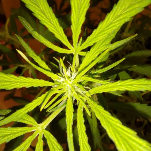 Apricot Auto Fastbuds  growlog timeline photo