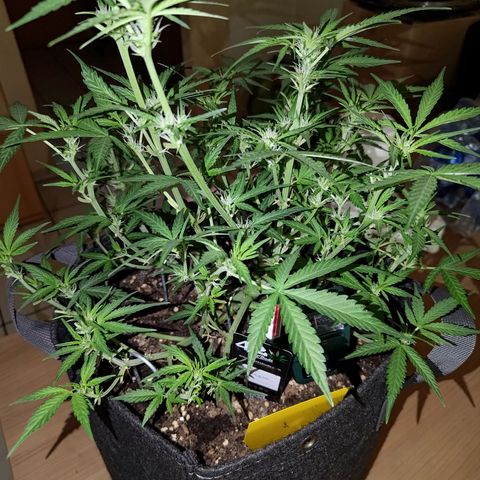 Bubblegum Auto Fastbuds  growlog timeline photo