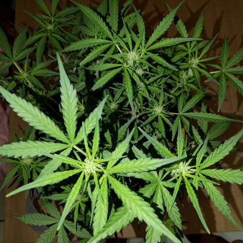 Bubblegum Auto Fastbuds  growlog timeline photo