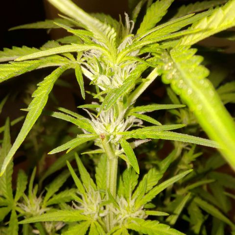 Bubblegum Auto Fastbuds  growlog timeline photo