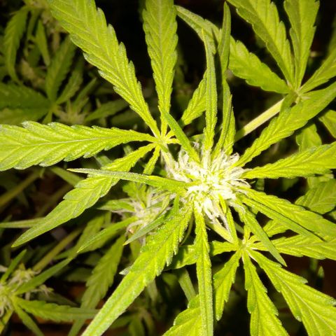 Bubblegum Auto Fastbuds  growlog timeline photo