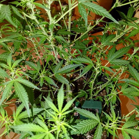 Apricot Auto Fastbuds  growlog timeline photo