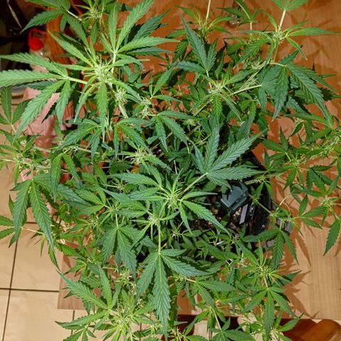 Apricot Auto Fastbuds  growlog timeline photo