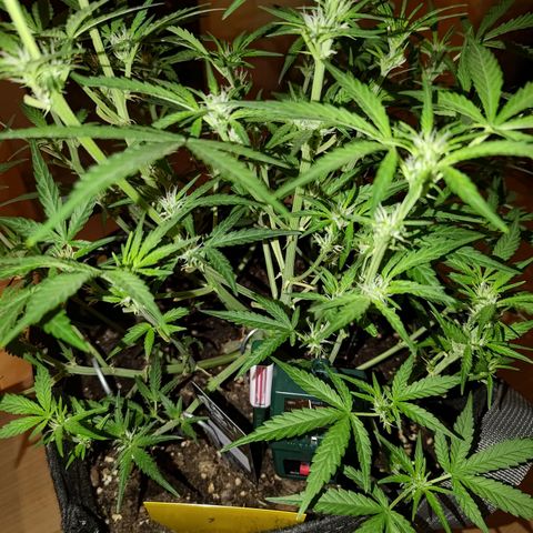 Bubblegum Auto Fastbuds  growlog timeline photo