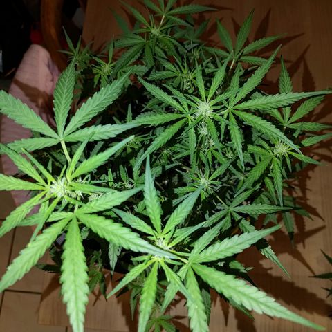 Bubblegum Auto Fastbuds  growlog timeline photo