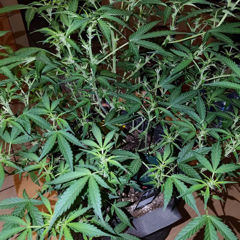 Apricot Auto Fastbuds  growlog timeline photo