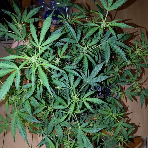Apricot Auto Fastbuds  growlog timeline photo