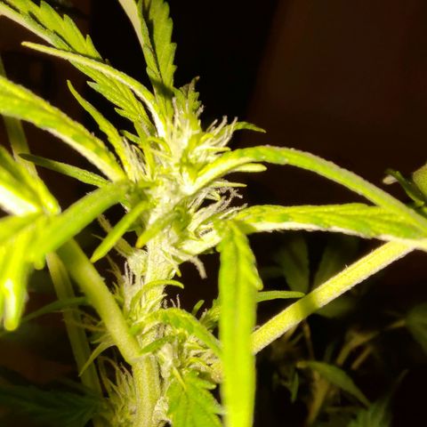 Apricot Auto Fastbuds  growlog timeline photo