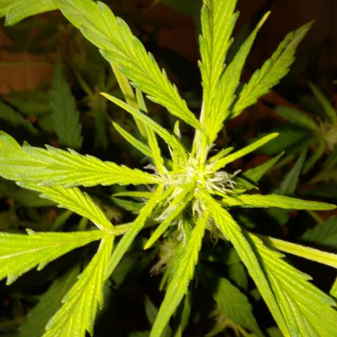 Apricot Auto Fastbuds  growlog timeline photo