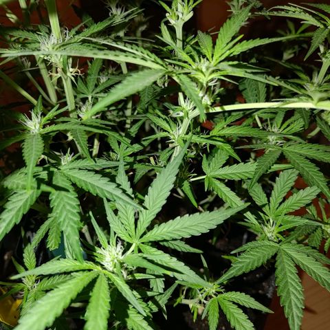 Bubblegum Auto Fastbuds  growlog timeline photo