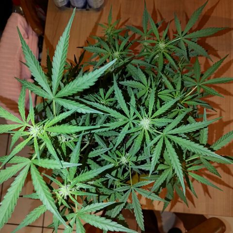 Bubblegum Auto Fastbuds  growlog timeline photo