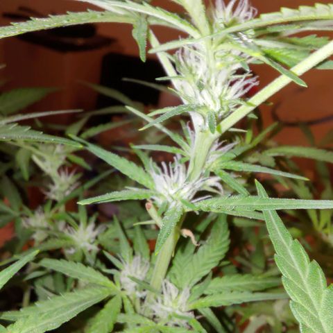 Bubblegum Auto Fastbuds  growlog timeline photo
