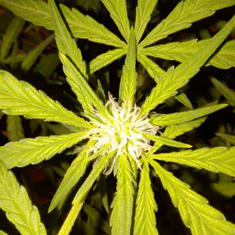 Bubblegum Auto Fastbuds  growlog timeline photo