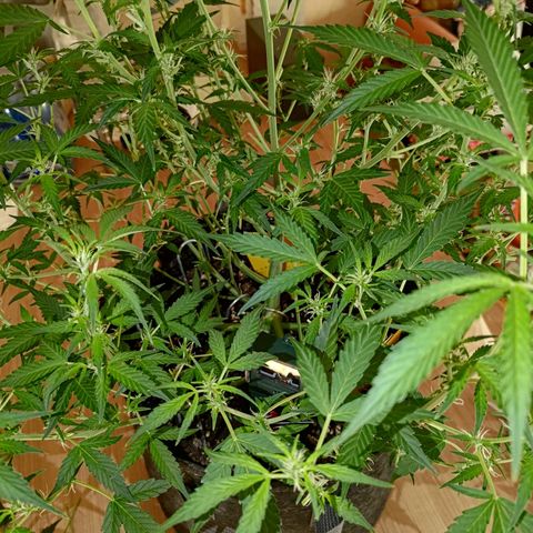 Apricot Auto Fastbuds  growlog timeline photo
