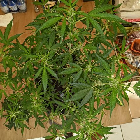 Apricot Auto Fastbuds  growlog timeline photo