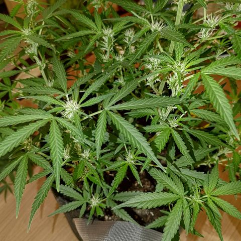 Bubblegum Auto Fastbuds  growlog timeline photo