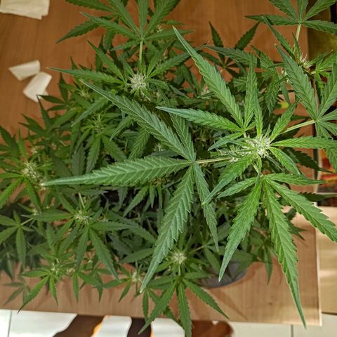 Bubblegum Auto Fastbuds  growlog timeline photo