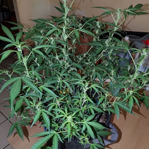 Apricot Auto Fastbuds  growlog timeline photo