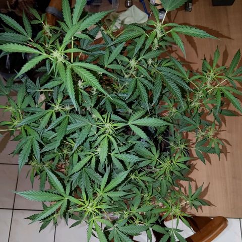 Apricot Auto Fastbuds  growlog timeline photo