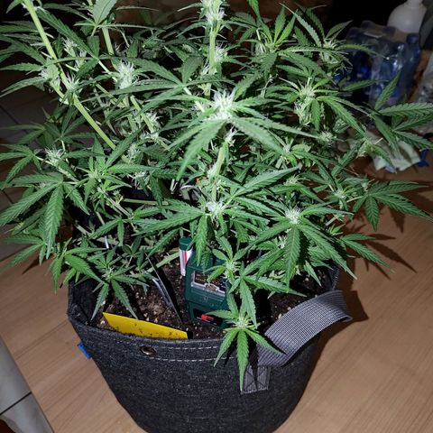 Bubblegum Auto Fastbuds  growlog timeline photo