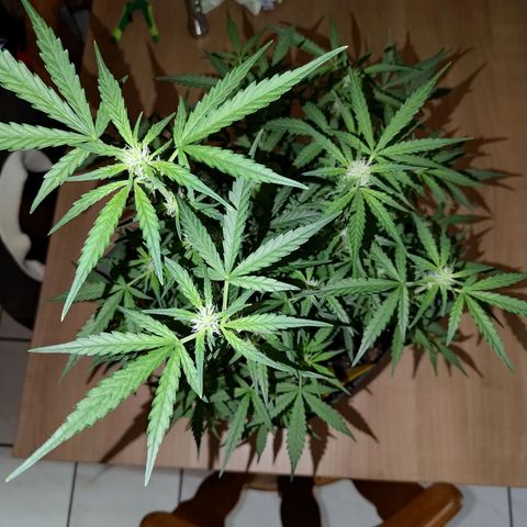 Bubblegum Auto Fastbuds  growlog timeline photo
