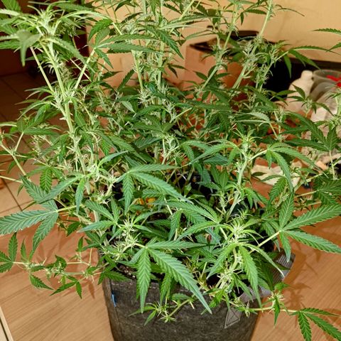 Apricot Auto Fastbuds  growlog timeline photo