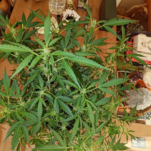 Apricot Auto Fastbuds  growlog timeline photo